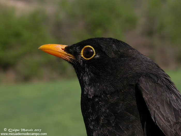 http://www.micuadernodecampo.com/imagenes/anillamiento/300405/300405-mirlo-comunmacho.jpg